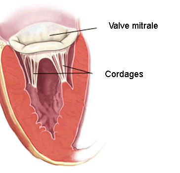 Coeur cordages