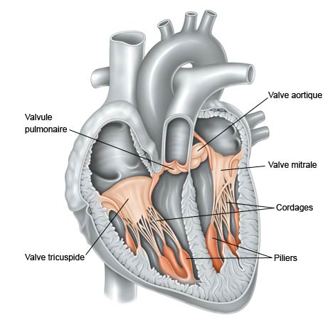 Valve aortique : définition, schéma